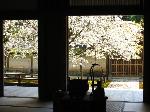 桜を愛でる : 勅旨門内に咲く「御車返しの桜」を方丈に座して見る。この桜は一重と八重の花が同じ枝に一緒に咲いている珍しいものだ。