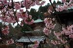 桜を愛でる : 虚空蔵さんの本堂前の早咲き桜は多宝塔に向かい、嵐山の法輪寺桜の開花を呼び掛けているようである。