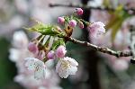 桜を愛でる : 十三まいりの少女を彷彿とさせるようである。
