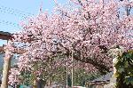 桜を愛でる : 樹齢350年を超える黒田百年桜は京都でみる最後の桜となる。山国のトンネルを抜けると、鮮やかなピンクが・・・更に印象に残る。