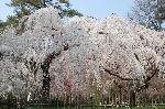 桜を愛でる : 糸桜満開