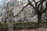 桜を愛でる : 近衛邸址の池は糸桜の枝垂れを呼び寄せているようである。