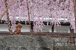 桜を愛でる : 羅漢さんが御幸桜の枝垂れで日よけ傘をきているように見えます。