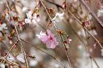 桜を愛でる : 御幸桜の枝垂れの枝では花びらが微妙にいろを変化させている。