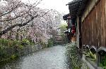 桜を愛でる : 料理旅館「白梅」さんから巽橋の方を眺めると・・・正に祗園風情である。