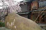 桜を愛でる : 吉井勇歌碑