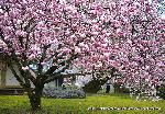 続　醍醐寺枝垂桜を歩く　三宝院・霊宝館編