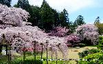 続　醍醐寺枝垂桜を歩く　三宝院・霊宝館編