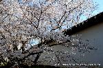 洛中洛外京桜図　一見さんの桜に通の桜　編　その二