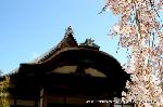 続　醍醐寺枝垂桜を歩く　三宝院・霊宝館編