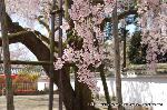 続　醍醐寺枝垂桜を歩く　三宝院・霊宝館編