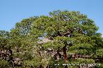 続　醍醐寺枝垂桜を歩く　三宝院・霊宝館編