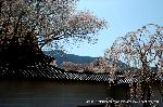 続　醍醐寺枝垂桜を歩く　三宝院・霊宝館編 : 右端/クローン桜「太閤千代しだれ」