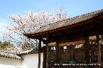 続　醍醐寺枝垂桜を歩く　三宝院・霊宝館編 : 修復前平成20年当時の唐門