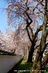 洛中洛外京桜図　一見さんの桜に通の桜　編　その四