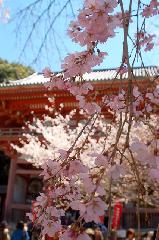 続　醍醐寺枝垂桜を歩く　三宝院・霊宝館編 : 仁王門前