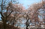 洛中洛外京桜図　一見さんの桜に通の桜　編　その四