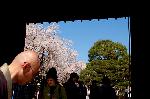 続　醍醐寺枝垂桜を歩く　三宝院・霊宝館編