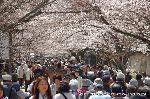 続　醍醐寺枝垂桜を歩く　三宝院・霊宝館編