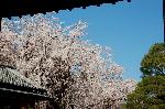 続　醍醐寺枝垂桜を歩く　三宝院・霊宝館編