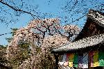 続　醍醐寺枝垂桜を歩く　三宝院・霊宝館編