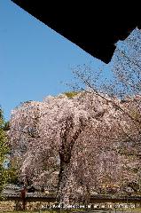 続　醍醐寺枝垂桜を歩く　三宝院・霊宝館編