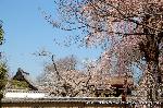 続　醍醐寺枝垂桜を歩く　三宝院・霊宝館編