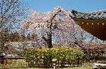 続　醍醐寺枝垂桜を歩く　三宝院・霊宝館編