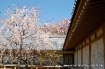 続　醍醐寺枝垂桜を歩く　三宝院・霊宝館編