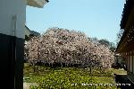 続　醍醐寺枝垂桜を歩く　三宝院・霊宝館編