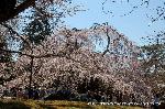 続　醍醐寺枝垂桜を歩く　三宝院・霊宝館編