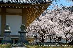 洛中洛外京桜図　一見さんの桜に通の桜　編　その四