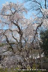 続　醍醐寺枝垂桜を歩く　三宝院・霊宝館編