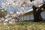 続　醍醐寺枝垂桜を歩く　三宝院・霊宝館編