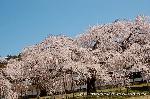 続　醍醐寺枝垂桜を歩く　三宝院・霊宝館編