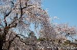 続　醍醐寺枝垂桜を歩く　三宝院・霊宝館編