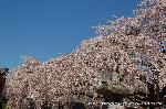 続　醍醐寺枝垂桜を歩く　三宝院・霊宝館編