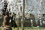 続　醍醐寺枝垂桜を歩く　三宝院・霊宝館編
