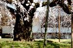 続　醍醐寺枝垂桜を歩く　三宝院・霊宝館編