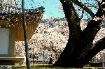 続　醍醐寺枝垂桜を歩く　三宝院・霊宝館編