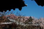 続　醍醐寺枝垂桜を歩く　三宝院・霊宝館編