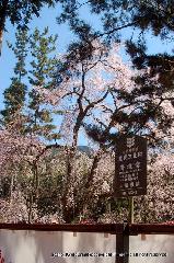 洛中洛外京桜図　一見さんの桜に通の桜編　その一
