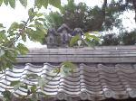 【言っておきたい古都がある・３５】 : 三猿